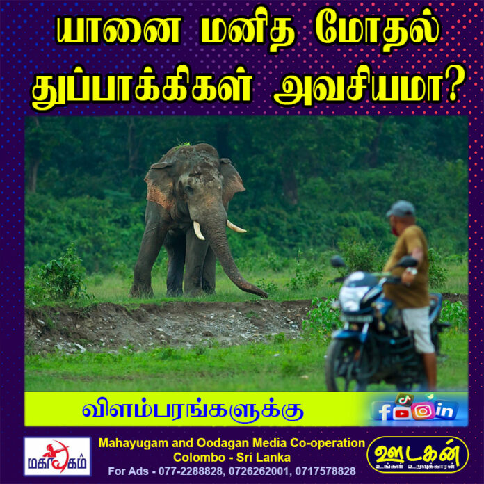 Are guns necessary human elephant conflict 6527